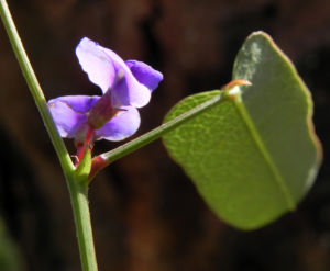 Purpur Korallenerbse Blatt gruen Hardenbergia violacea 07