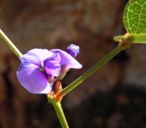 Purpur Korallenerbse Bluete violett Hardenbergia violacea 05