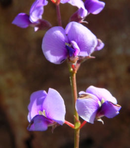 Purpur Korallenerbse Bluete violett Hardenbergia violacea 08