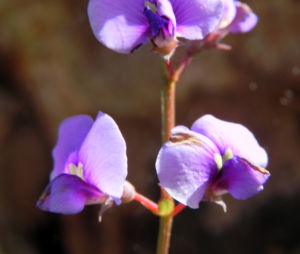Purpur Korallenerbse Bluete violett Hardenbergia violacea 09