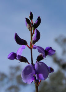 Purpur Korallenerbse Bluete violett Hardenbergia violacea 12