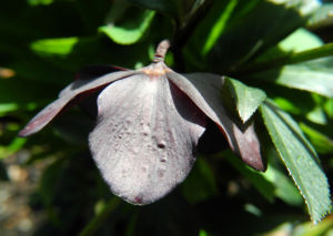 Purpur Nieswurz Blatt gruen Helleborus purpurascens 04