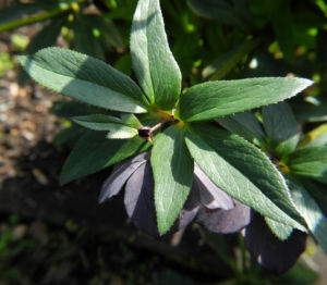 Purpur Nieswurz Blatt gruen Helleborus purpurascens 09