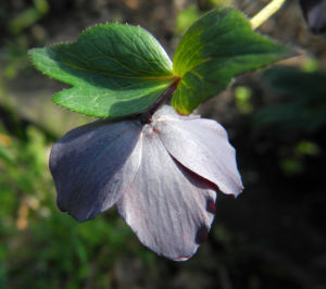Purpur Nieswurz Blatt gruen Helleborus purpurascens 10