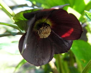 Purpur Nieswurz Bluete rot Helleborus purpurascens 08