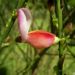 Zurück zum kompletten Bilderset Purpur Zwergginster Blüte rose Chamaecytisus purpureus