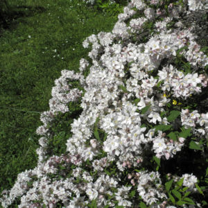 Purpurbluetige Deutzie Bluete weiß Deutzia purpurascens 02