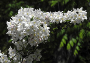 Purpurbluetige Deutzie Bluete weiß Deutzia purpurascens 03