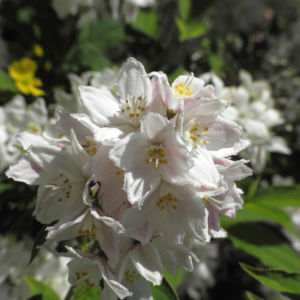 Purpurbluetige Deutzie Bluete weiß Deutzia purpurascens 05