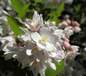 Purpurbluetige Deutzie Bluete weiß Deutzia purpurascens 06