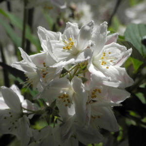 Purpurbluetige Deutzie Bluete weiß Deutzia purpurascens 07