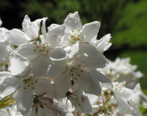 Purpurbluetige Deutzie Bluete weiß Deutzia purpurascens 08