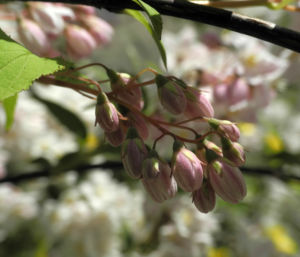 Purpurbluetige Deutzie Bluete weiß Deutzia purpurascens 09