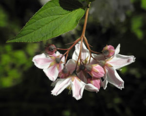 Purpurbluetige Deutzie Bluete weiß Deutzia purpurascens 10