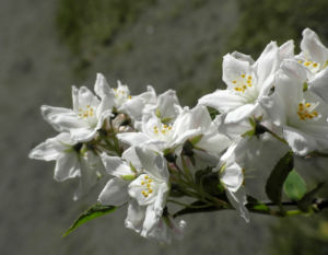 Purpurbluetige Deutzie Bluete weiß Deutzia purpurascens 11