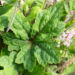 Zurück zum kompletten Bilderset Purpurglöckchen Blüte rose Heuchera x brizoides