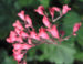 Zurück zum kompletten Bilderset Purpurglöckchen Blüte rot Heuchera x brizoides