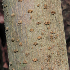 Purpurkranz Rinde grau Petrea subserrata 07