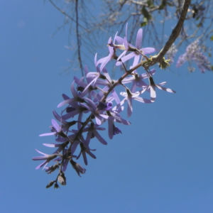 Purpurkranz Blüte blau Petrea subserrata 10