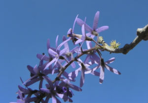 Purpurkranz Blüte blau Petrea subserrata 11