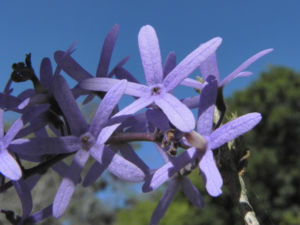 Purpurkranz Blüte blau Petrea subserrata 12