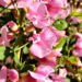 Zurück zum kompletten Bilderset Purpur-Zwergginster Blüte rosa Chamaecytisus purpureus