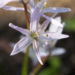 Zurück zum kompletten Bilderset Puschkinien-Blaustern Blüte weiß Scilla puschkinioides