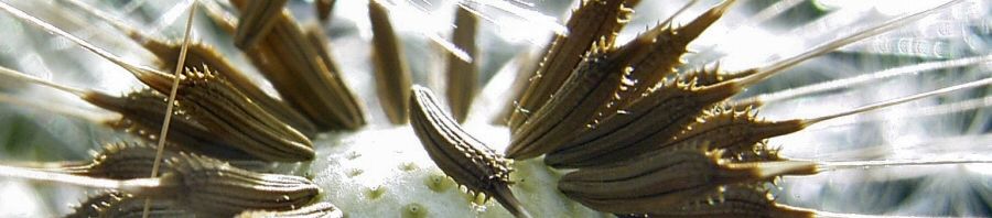Anklicken um das ganze Bild zu sehen  Pusteblume Taraxacum officinale