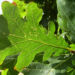 Zurück zum kompletten Bilderset Pyramideneiche Eiche Baum Eicheln grün Quercus robur var fastigiata