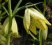 Zurück zum kompletten Bilderset Quirl Schachblume Blüte weißgrün Fritillaria verticillata