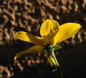 Quirlblaettriges Maedchenauge Bluete gelb Coreopsis verticillata 08