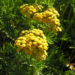 Zurück zum kompletten Bilderset Rainfarn Blütendolde Blüte gelb Tanacetum vulgare