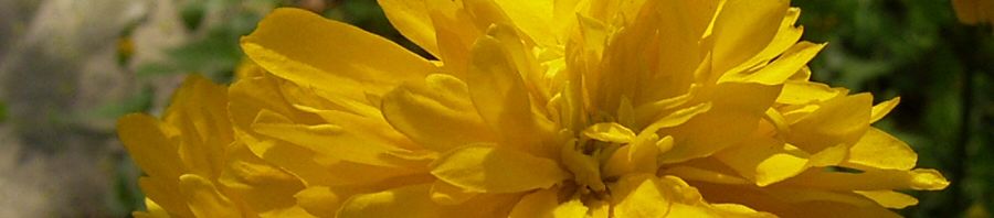Anklicken um das ganze Bild zu sehen  Ranunkelstrauch Blüte - Kerria japonica