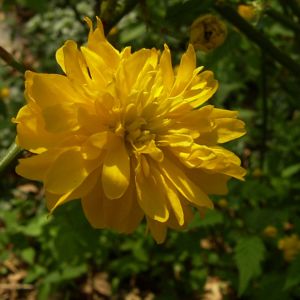 Ranunkelstrauch Bluete Kerria japonica 02