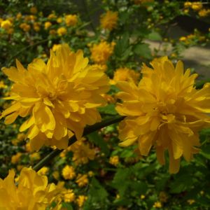 Ranunkelstrauch Bluete Kerria japonica 03