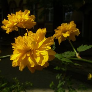 Ranunkelstrauch Bluete Kerria japonica 05