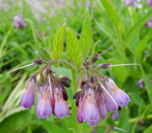 Rauer Beinwell Bluete lila Symphytum asperum 06