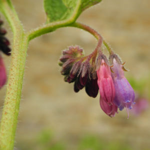 Rauer Beinwell Bluete lila Symphytum asperum 11