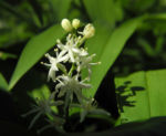 Raufruechtiges Feengloeckchen Bluete weiß Disporum trachycarpum 14