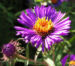 Zurück zum kompletten Bilderset Raublatt-Aster Aster novae angliea