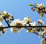Rauhe Aprikose Baum Bluete weiss Prunus x dasycarpa 02
