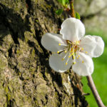 Rauhe Aprikose Baum Bluete weiss Prunus x dasycarpa 04