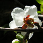 Rauhe Aprikose Baum Bluete weiss Prunus x dasycarpa 05