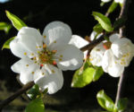 Rauhe Aprikose Baum Bluete weiss Prunus x dasycarpa 07