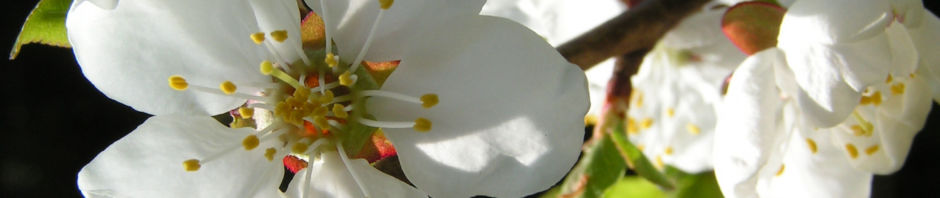 rauhe-aprikose-baum-bluete-weiss-prunus-x-dasycarpa