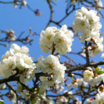 Rauhe Aprikose Baum Bluete weiss Prunus x dasycarpa 08