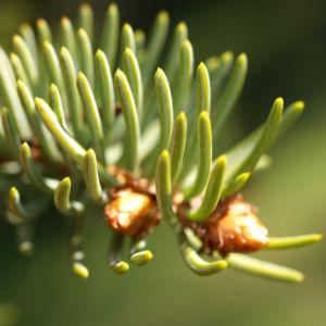 Rauhe Fichte Nadel gruen Picea asperata 01