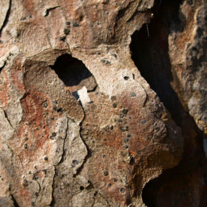 Rauhe Fichte Nadel gruen Picea asperata 02