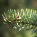 Zurück zum kompletten Bilderset Rauhe Fichte Nadel grün Picea asperata