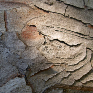 Rauhe Fichte Nadel gruen Picea asperata 06
